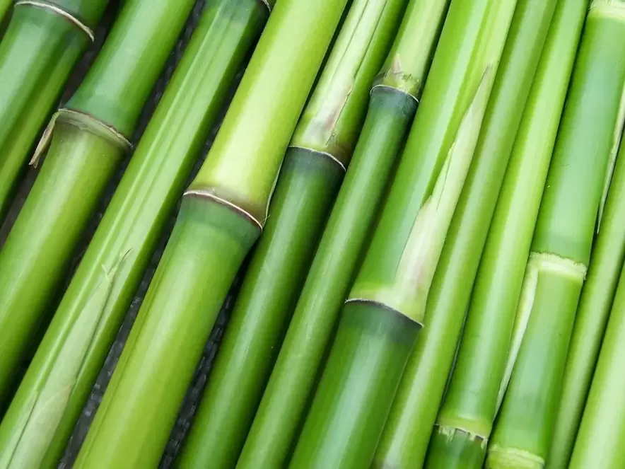 amulet na szczęście-bambus